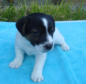 Puppy 1 Male